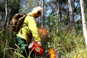 Grassy Spur Cultural Burn